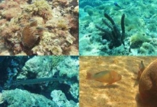  海底生活